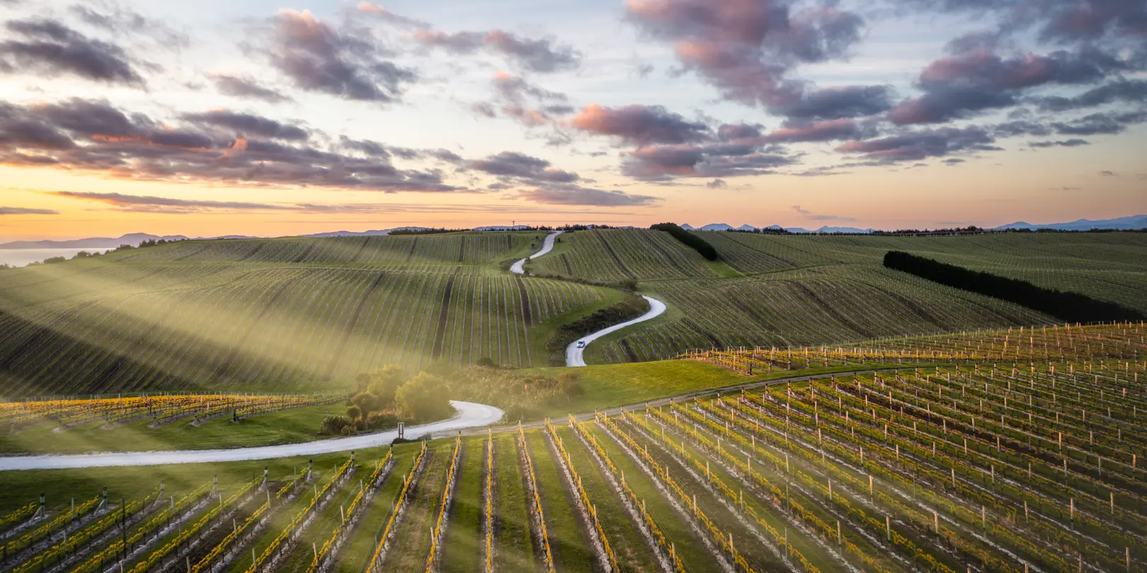 Marlborough X Roady (Yealands) (1) (1)